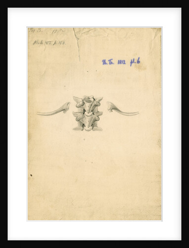 Vertebrae and ribs of a boa constrictor by William Clift