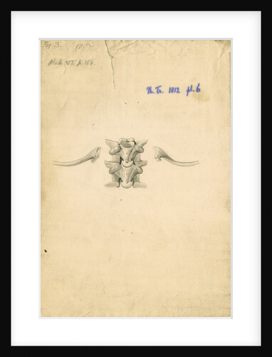 Vertebrae and ribs of a boa constrictor by William Clift