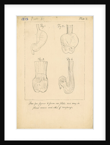 Cardiac cavities and gizzards of birds by William Clift