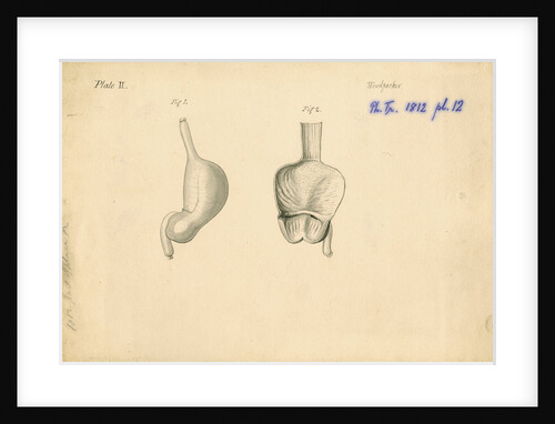 'Woodpecker [gizzard]' by William Clift