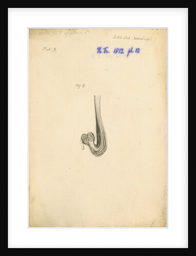 'Little auk [gizzard]' by William Clift