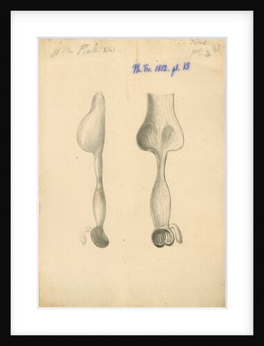 'Parrot [gizzard]' by William Clift