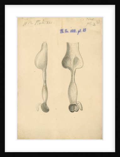 'Parrot [gizzard]' by William Clift