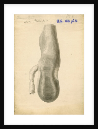 American ostrich [Rhea gizzard] by William Clift