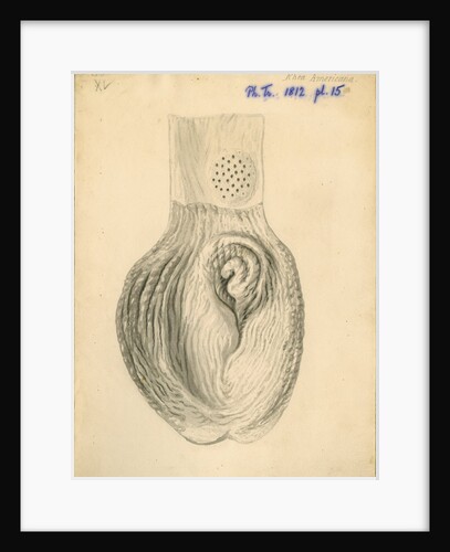 'Rhea americana [gizzard]' by William Clift