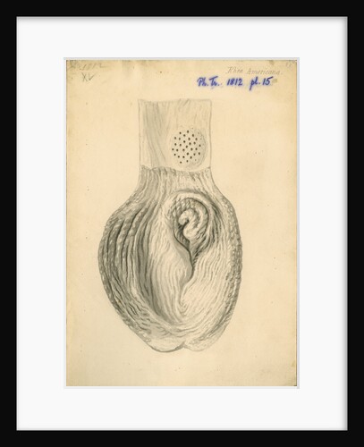 'Rhea americana [gizzard]' by William Clift