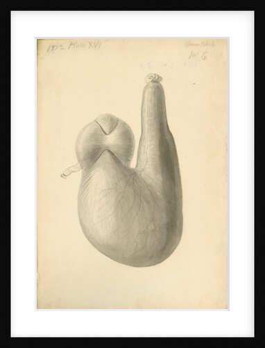 'African ostrich [gizzard]' by William Clift