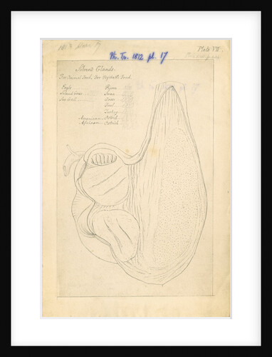 'African ostrich [gizzard]' by William Clift