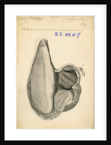 'Struthio camelus [African ostrich gizzard]' by William Clift