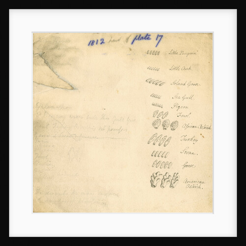 Solvent glands of birds by William Clift