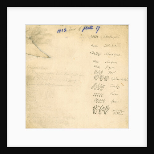 Solvent glands of birds by William Clift