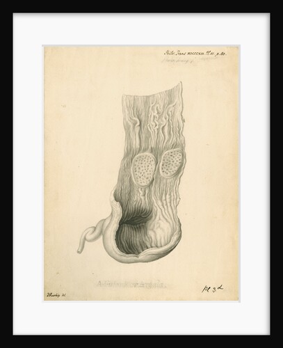 'Adjutant or Argala' [gizzard] by John Howship