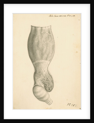 Cassowary [gizzard] by John Howship
