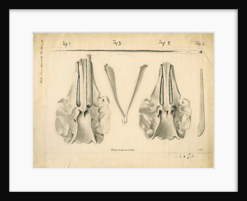 Narwhal skulls and tusks by Anonymous