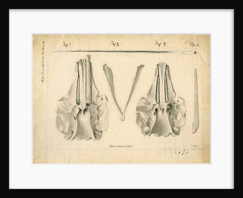 Narwhal skulls and tusks by Anonymous