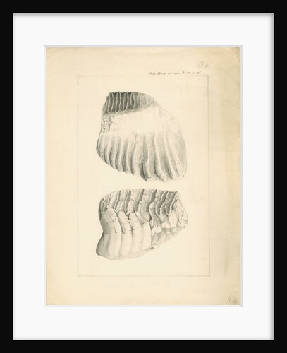 Fossil elephant grinding teeth by Anonymous