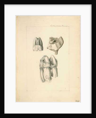 Fossil hippopotamus grinding teeth by Anonymous