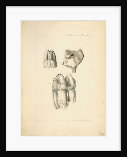 Fossil hippopotamus grinding teeth by Anonymous