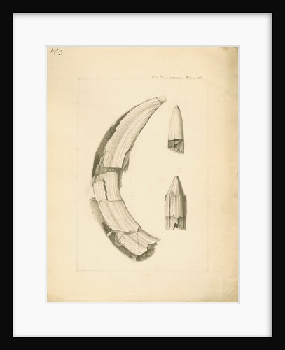 Fossil hippopotamus tusk and tooth by Anonymous