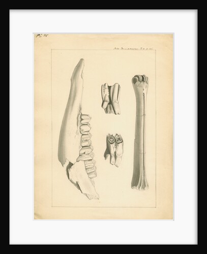 Fossil deer bones by Anonymous