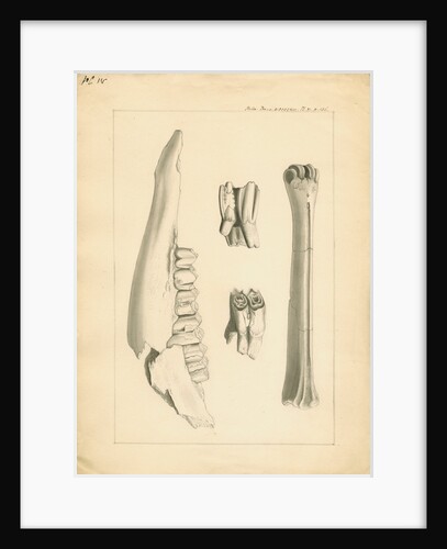 Fossil deer bones by Anonymous