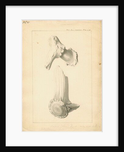 Fossil deer horns by Anonymous