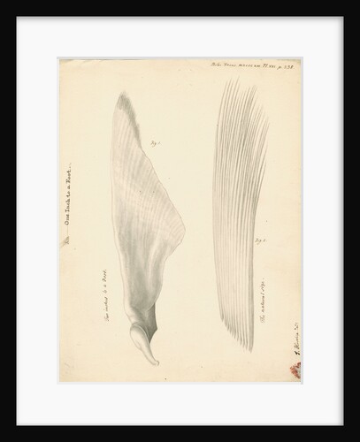 Pectoral fin of the Squalus maximus [Basking shark] by John Howship