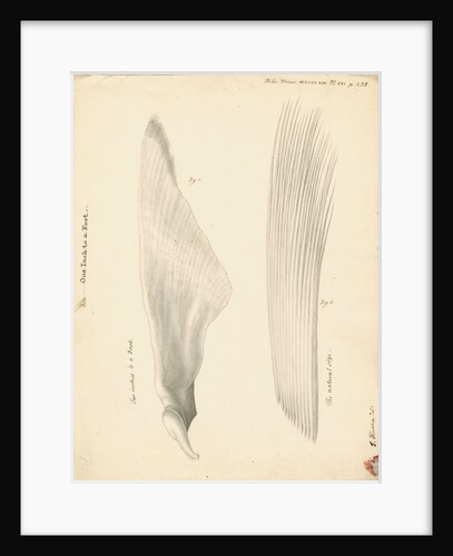 Pectoral fin of the Squalus maximus [Basking shark] by John Howship