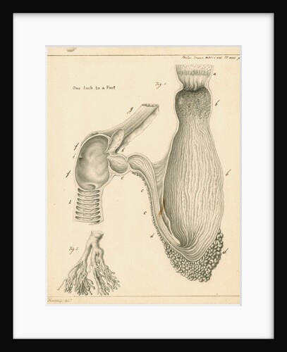 Stomach and duodenum of the Squalus maximus [Basking shark] by John Howship