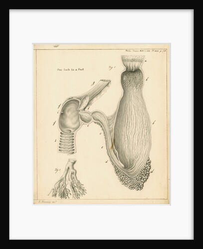 Stomach and duodenum of the Squalus maximus [Basking shark] by John Howship