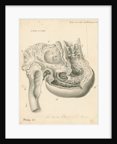 Heart of the Squalus maximus [Basking shark] by John Howship