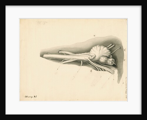 Cerebellum of the Squalus maximus [Basking shark] by John Howship