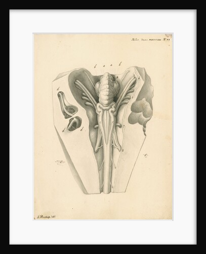 Cerebellum of the Squalus maximus [Basking shark] by John Howship