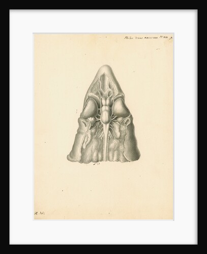 Cerebellum of the Squalus acanthias [Spiny dogfish] by John Howship