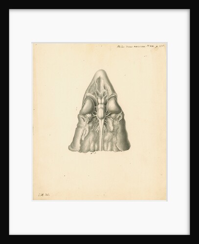 Cerebellum of the Squalus acanthias [Spiny dogfish] by John Howship
