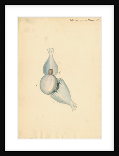 Heart of Lophius piscatorius [Angler fish] by William Clift