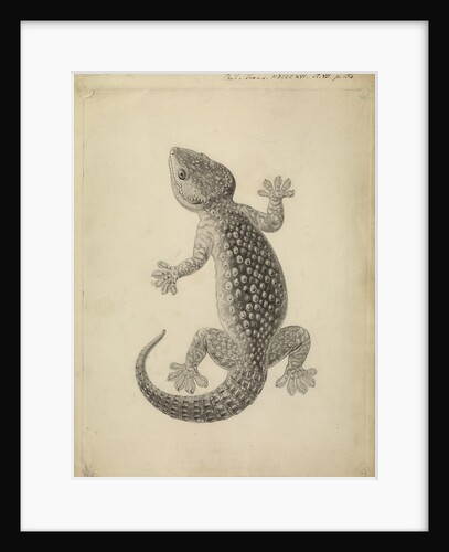 Lacerta gecko by William Clift