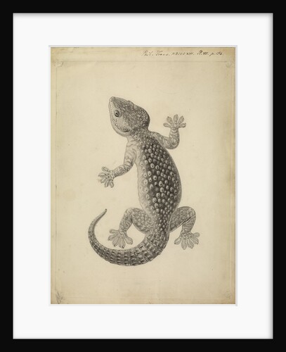 Lacerta gecko by William Clift