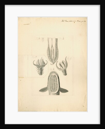 Feet of Lacerta gecko and house-fly with gripping organ of the suckerfish by William Clift