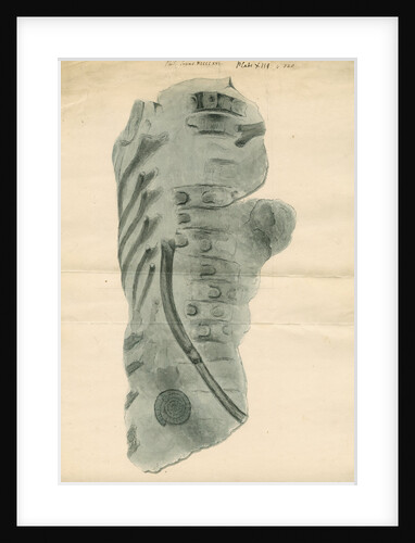 Ichthyosaur ribs fossil by Anonymous
