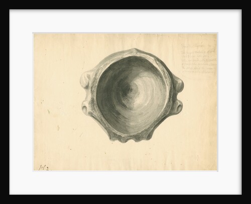 Fossilised Ichthyosaur vertebra by William Clift