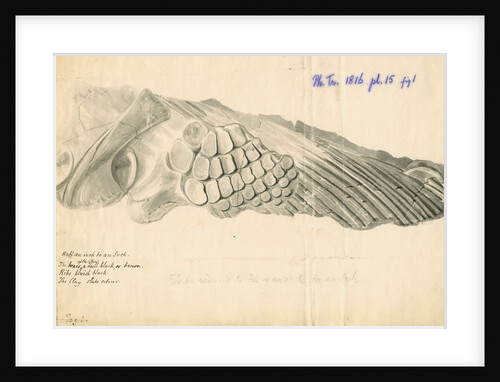 Fossilised Ichthyosaur paddle and scapula by William Clift
