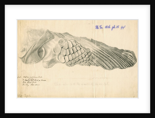 Fossilised Ichthyosaur paddle and scapula by William Clift