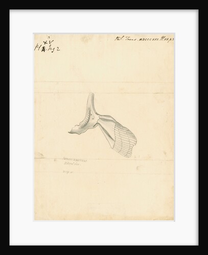 'Squalus acanthias' [Spiny dogfish, scapula and pectoral fin] by William Clift