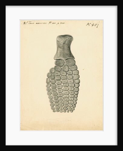 Fossilised Ichthyosaur paddle by William Clift