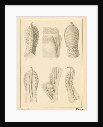 Lacerta gecko toes by Franz Andreas Bauer