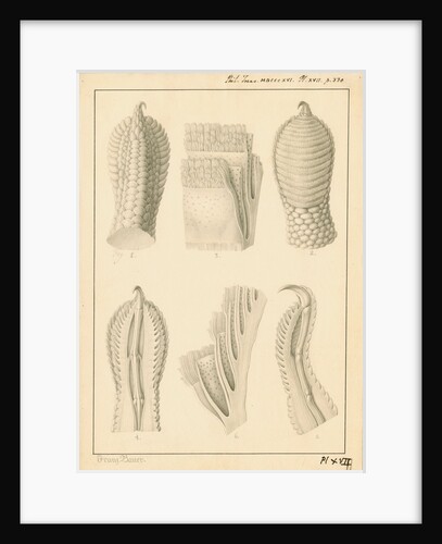 Lacerta gecko toes by Franz Andreas Bauer