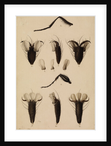 Bluebottle fly and Fever-fly legs by Franz Andreas Bauer