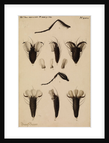 Bluebottle fly and Fever-fly legs by Franz Andreas Bauer