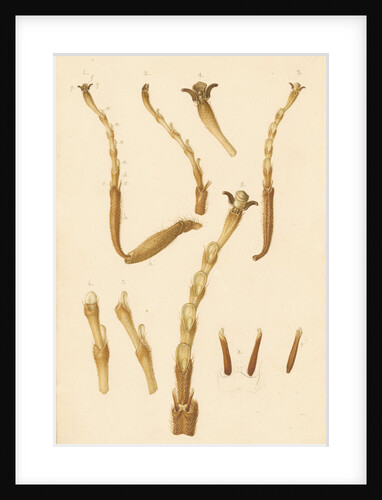 Yellow Saw-fly legs by Franz Andreas Bauer